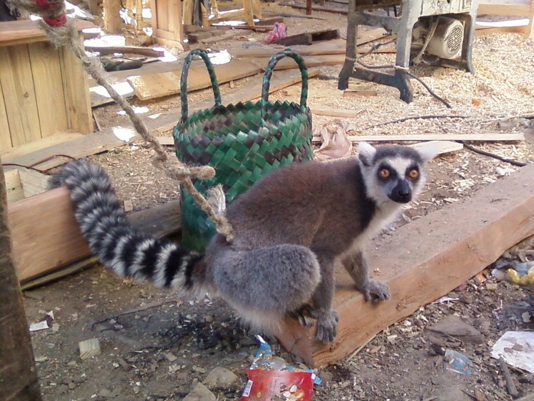 Conservation_lemur_captivity