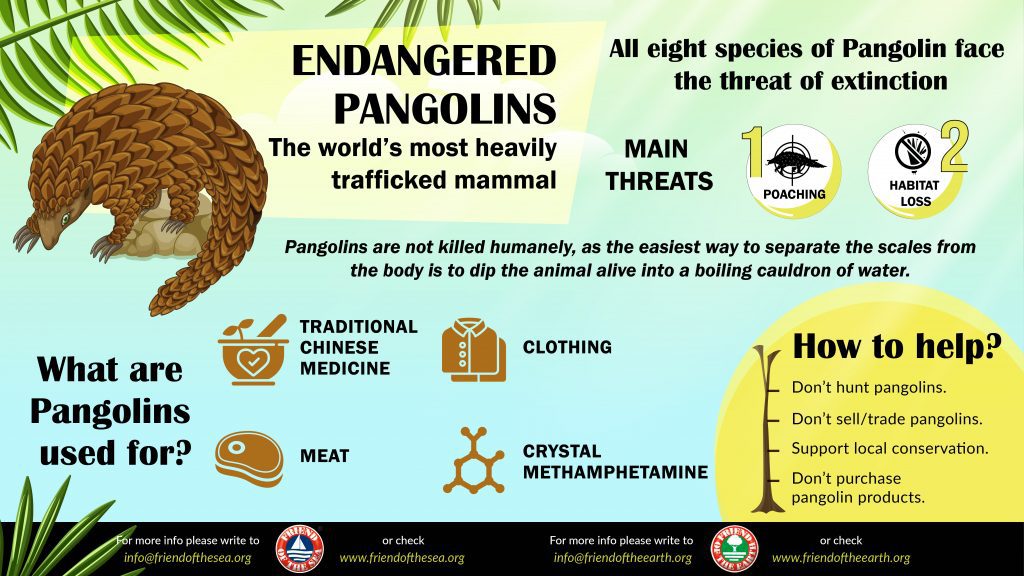 Save The Pangolins | Friend Of The Earth