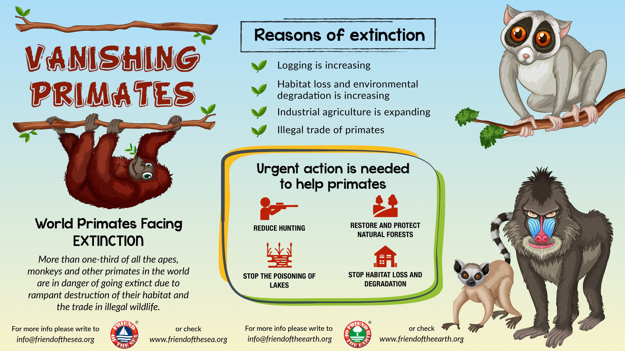 Southern patas monkeys face extinction in a decade without intervention