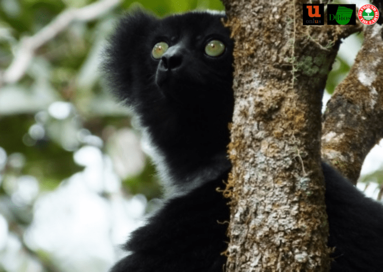 Friend of the Earth lancia un progetto per salvare dall’estinzione il lemure cantante del Madagascar post image