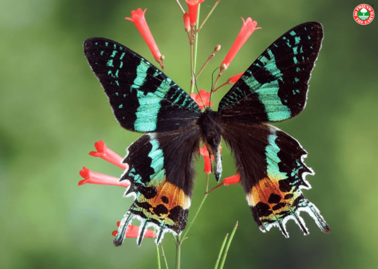 Farfalle e falene a rischio di estinzione: Friend of the Earth pubblica nuovo dossier e risultati del Censimento Globale post image