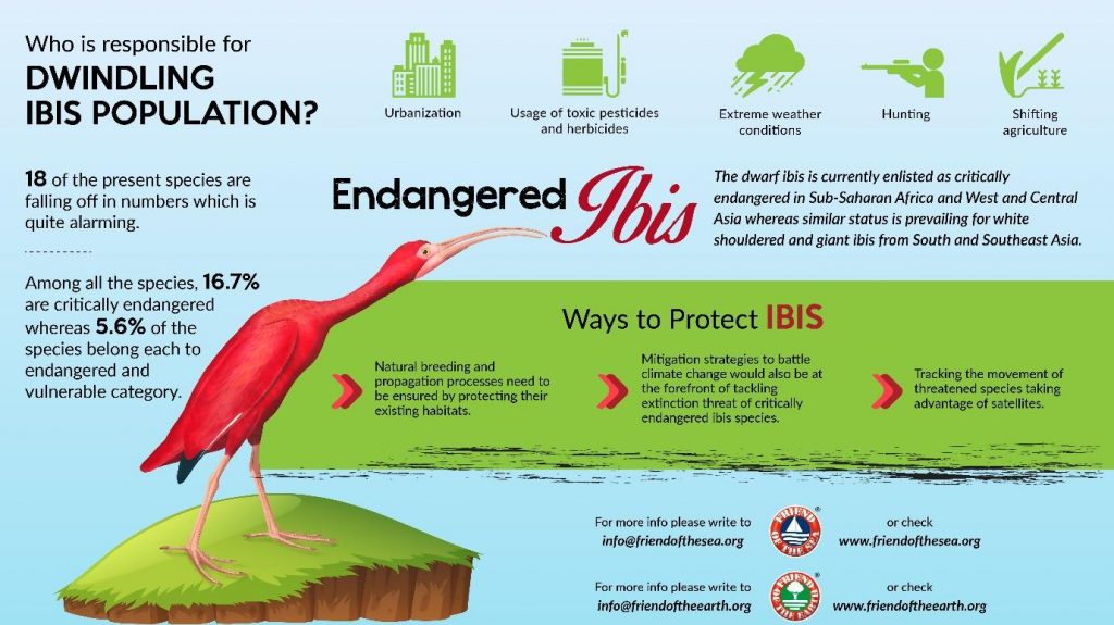 Save the Ibis