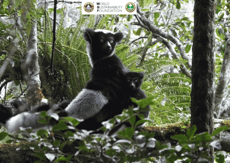 Sostieni la raccolta fondi di Friend of the Earth® per la riforestazione di Maromizaha, la casa del lemure cantante! post image