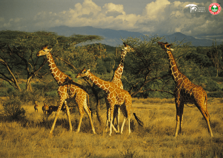 Friend of the Earth® and Somali Giraffe Project save reticulated giraffes from extinction   post image