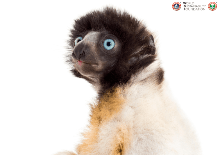 Let’s discover the fantastic world of Lemurs together with the World Sustainability Foundation post image