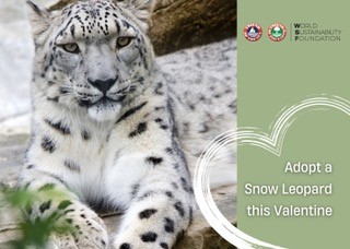 L’amore è nell’aria: Adotta un leopardo delle nevi per San Valentino! post image