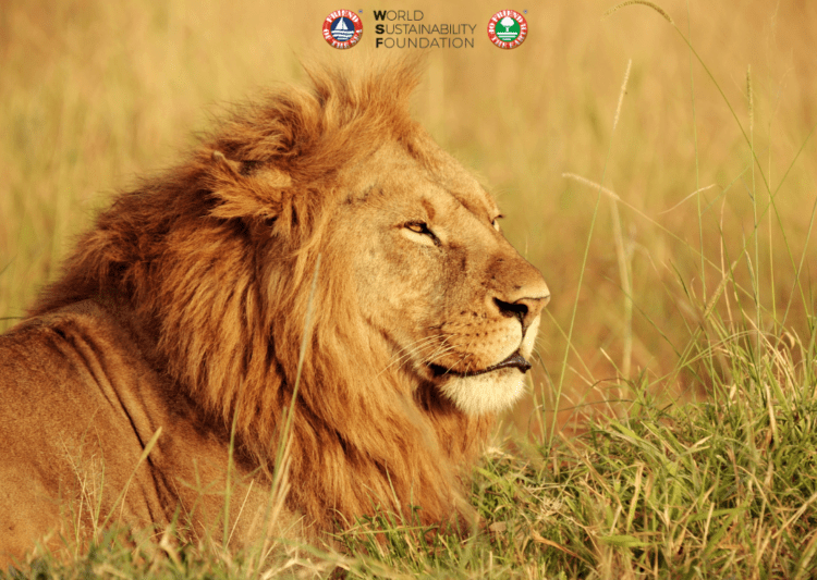 Everything you need to know about lions on World Lion Day post image