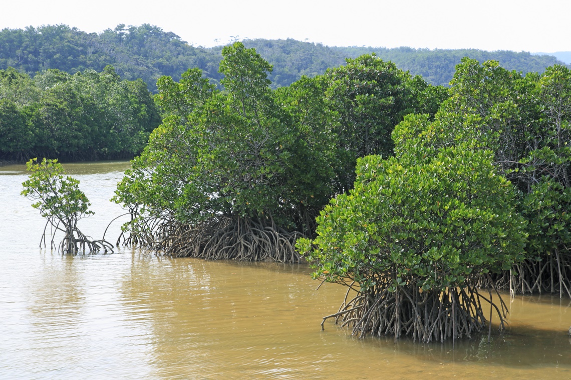 mangro-cover.jpg