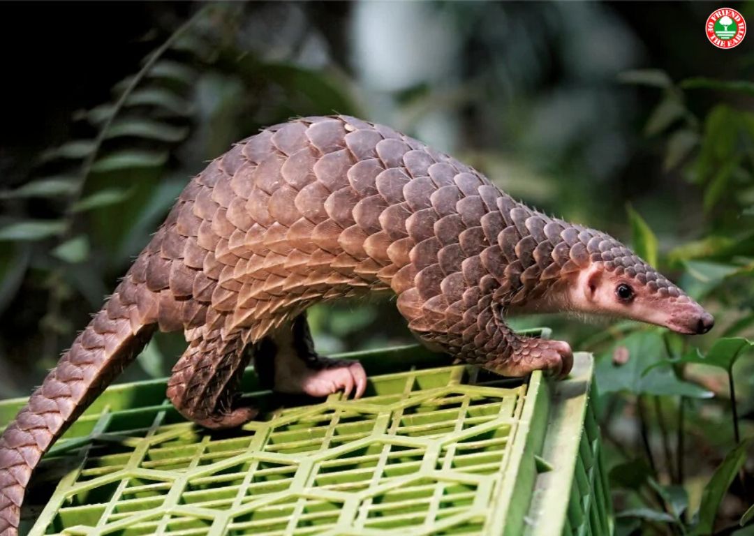 New Petition Asks Chinese and Vietnamese Governments to Enforce Pangolin  Trade Ban | Friend of the Earth