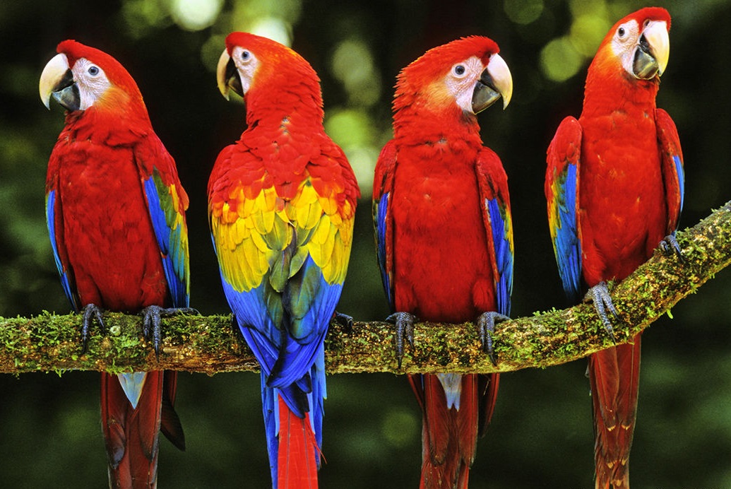 Save the parrots