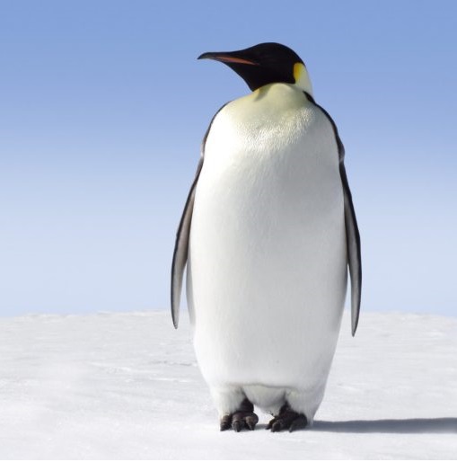 pinguino-COVER.jpg