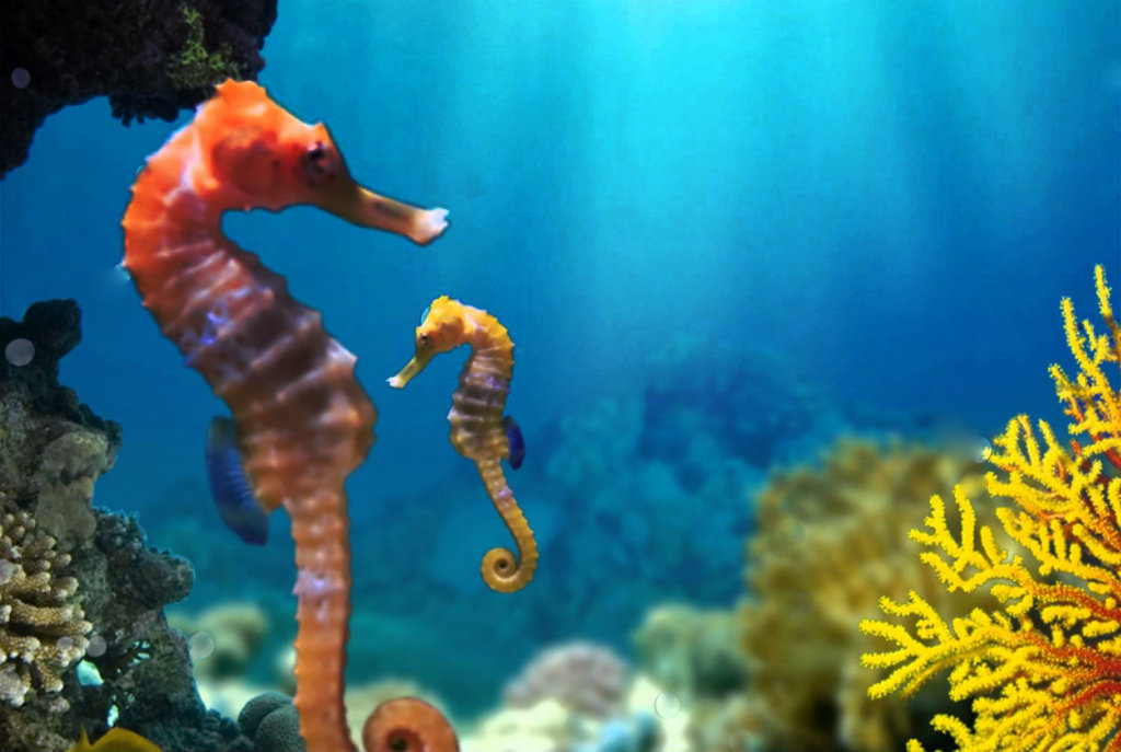 seahorses-cover.jpg