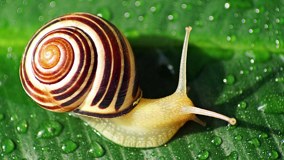 snail-shell-cover.jpg