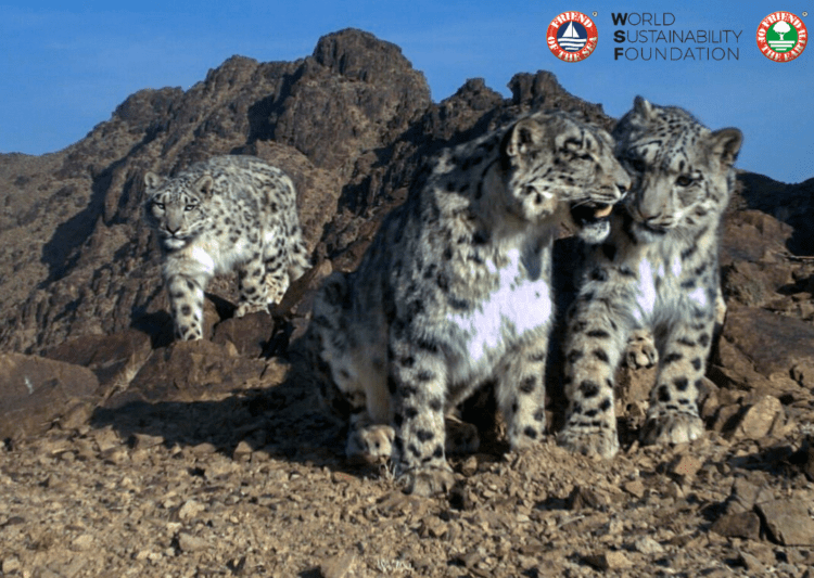 Everything you need to know about the Snow Leopard on International Snow Leopard Day. October 23rd post image